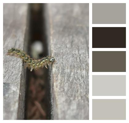 Caterpillar Entomology Macro Table Image