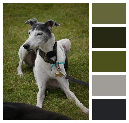 Greyhound Canine Dog Image