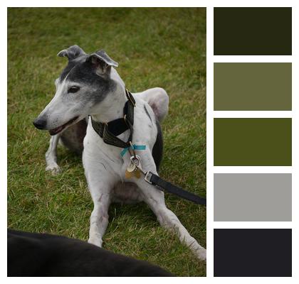 Pet Domestic Greyhound Image