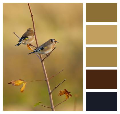 Finch Goldfinch Bird Image