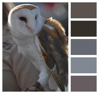 Barn Owl Barn Owl Side View Owl Image