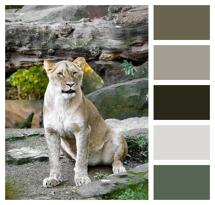 Mammal Animal Lioness Image