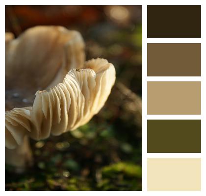 Autumn Mushroom Fungi Image