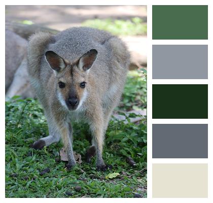 Australia Marsupial Wallaby Image