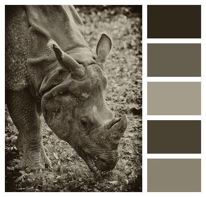 Rhino Wildlife Animal Image
