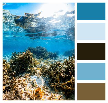 Coral Reef Sea Image