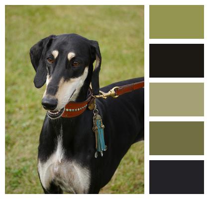 Dog Saluki Greyhound Image