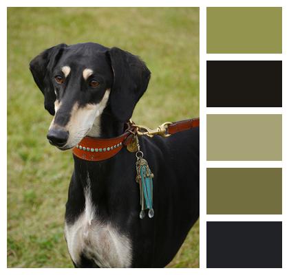 Greyhound Dog Saluki Image