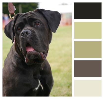 Breed Mastiff Cross Image