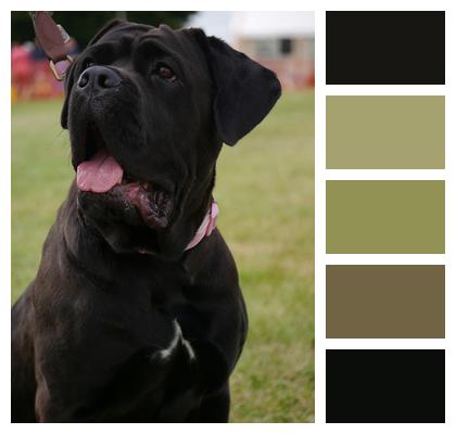 Domestic Mastiff Crossbreed Image