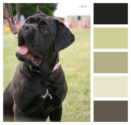 Mastiff Pet Domestic Image