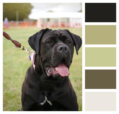 Mastiff Crossbreed Dog Image