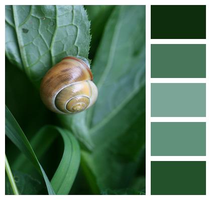 Plants Snail Shell Image