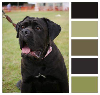 Cross Domestic Mastiff Image