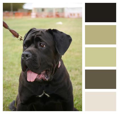 Cross Breed Mastiff Image