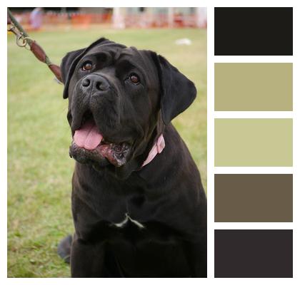 Mastiff Crossbreed Doggy Image