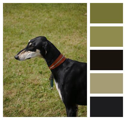 Domestic Greyhound Saluki Image