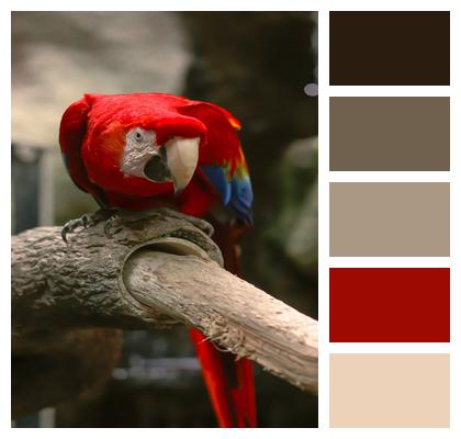 Macaw Red Parrot Image