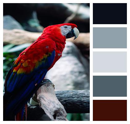 Parrot Macaw Red Image