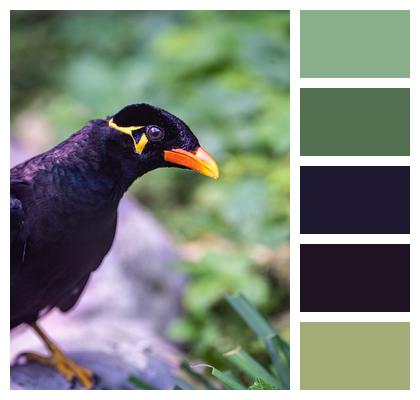 Natural Bird Mynah Image