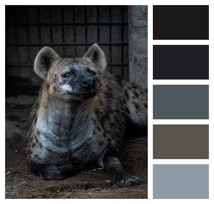 Natural Hyena Animal Image