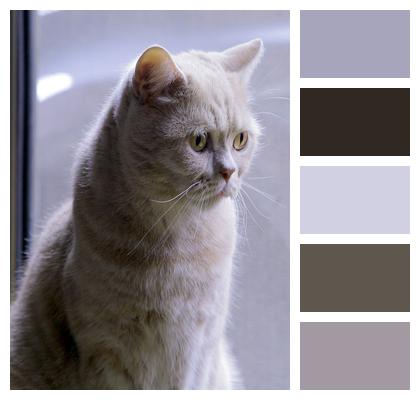 Unhappy Cat Sadness Image