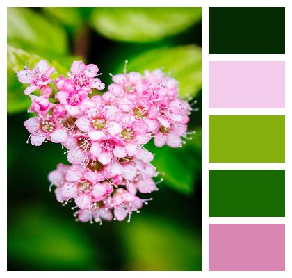 Pink Flower Rosypink Japanese Spiraea Image