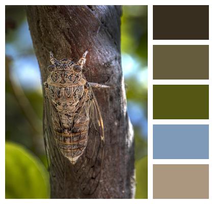 Summer Cicada Tree Image