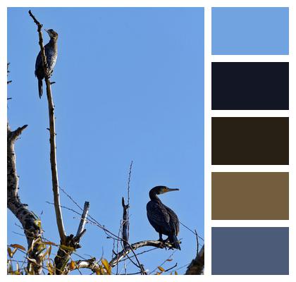 Cormorants Birds Animals Image