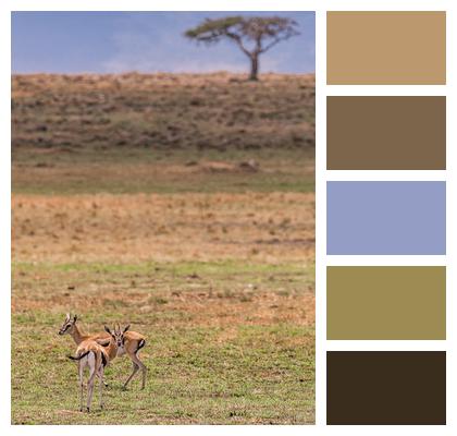 Antelopes Safari Animals Image
