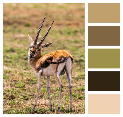 Safari Antelopes Animals Image