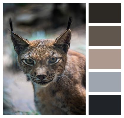 Feline Caracal Cat Image