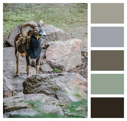 Argali Mouflon Sheep Image
