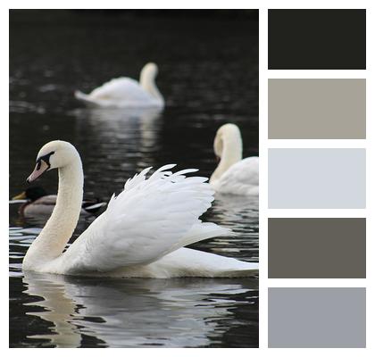 Bird Swans Lake Image