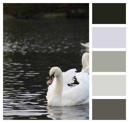Bird Lake Swans Image