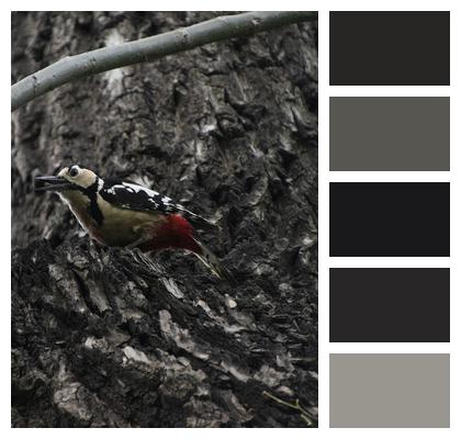 Woodpecker Perched Bird Image