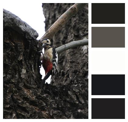 Perched Bird Woodpecker Image
