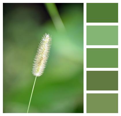 Grass Plant Stem Image