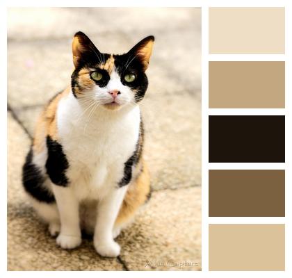 Animal Pet Cat Image