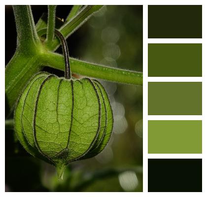 Fruit Organic Physalis Image