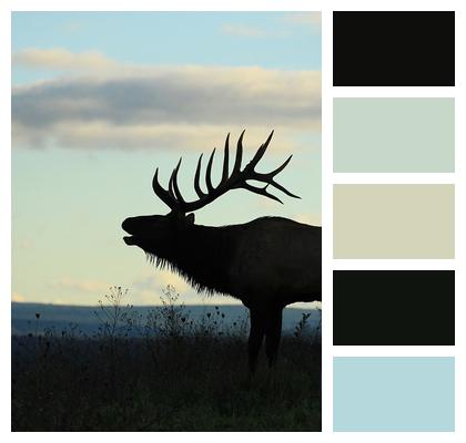 Animal Silhouette Elk Image