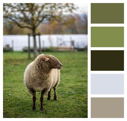 Sheep Animal Wool Image