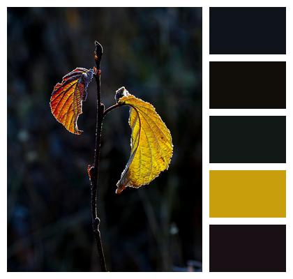Character From The Cold Backlight Autumn Image