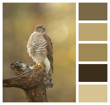 Sparrowhawk Bird Ornithology Image