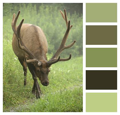 Velvet Antlers Elk Image