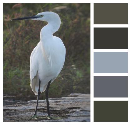 Egret Ornithology Bird Image