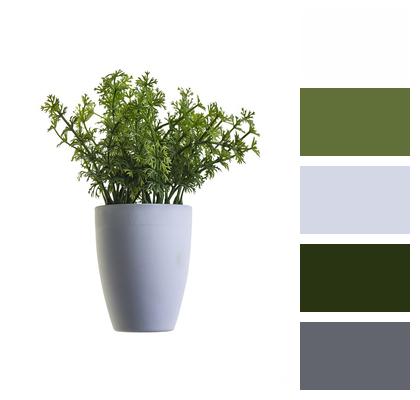 Green Sheet Plant Image