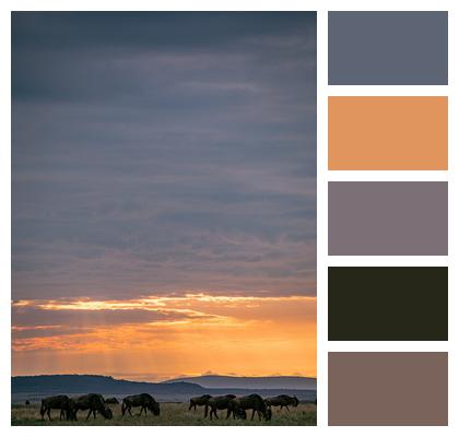 Animal Sunset Wildebeest Image