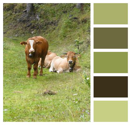 Mountains Cows Alps Image