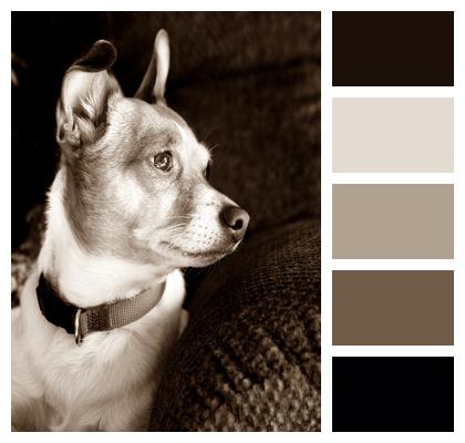 Canine Terrier Dog Image